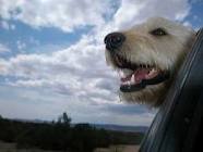 car pic